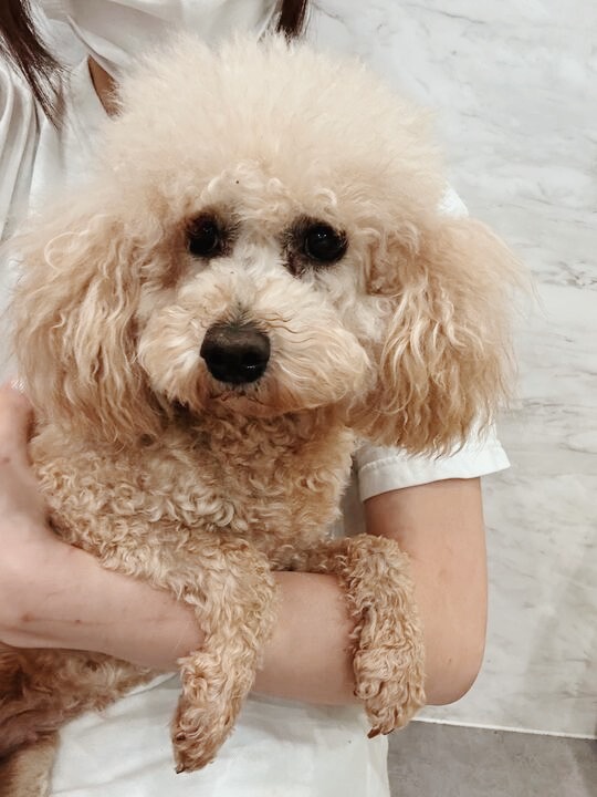 アロワナの画像2