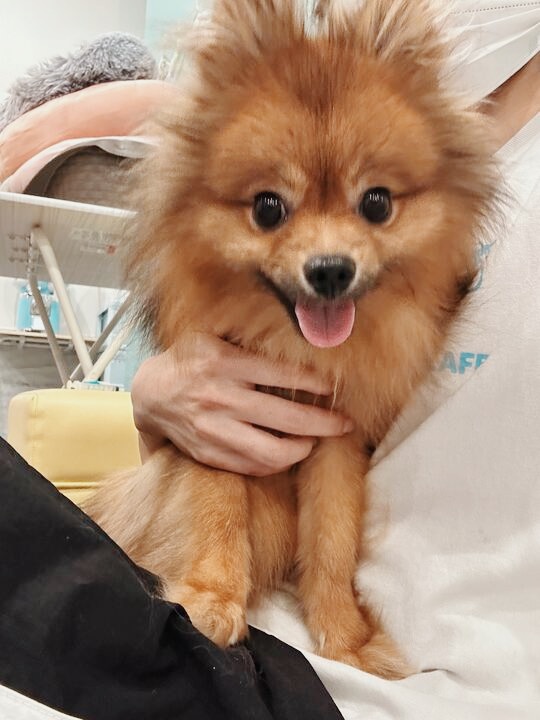 ジェンマの画像1