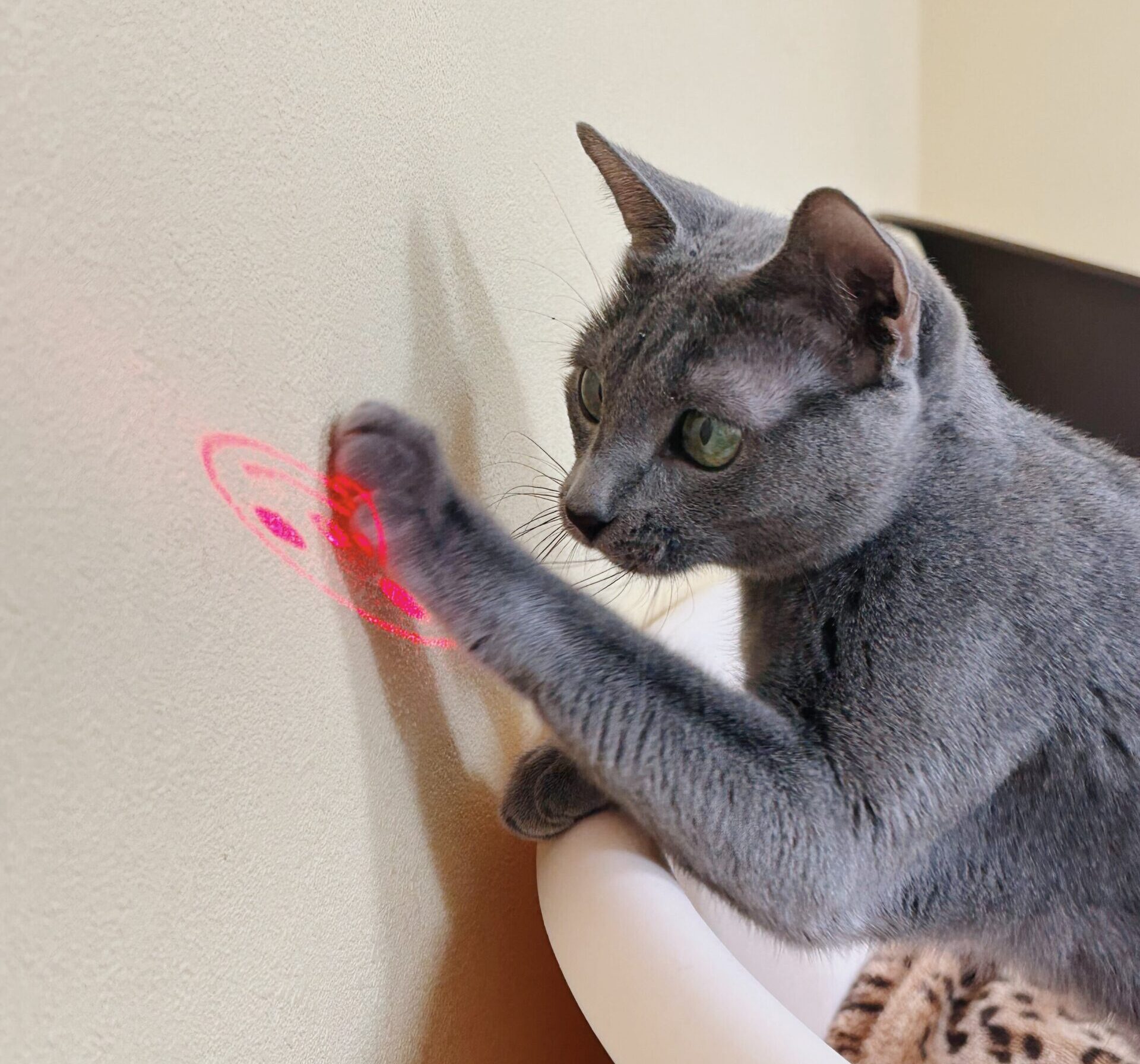 えんらくの画像3