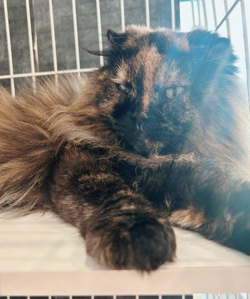 トパーズの画像2