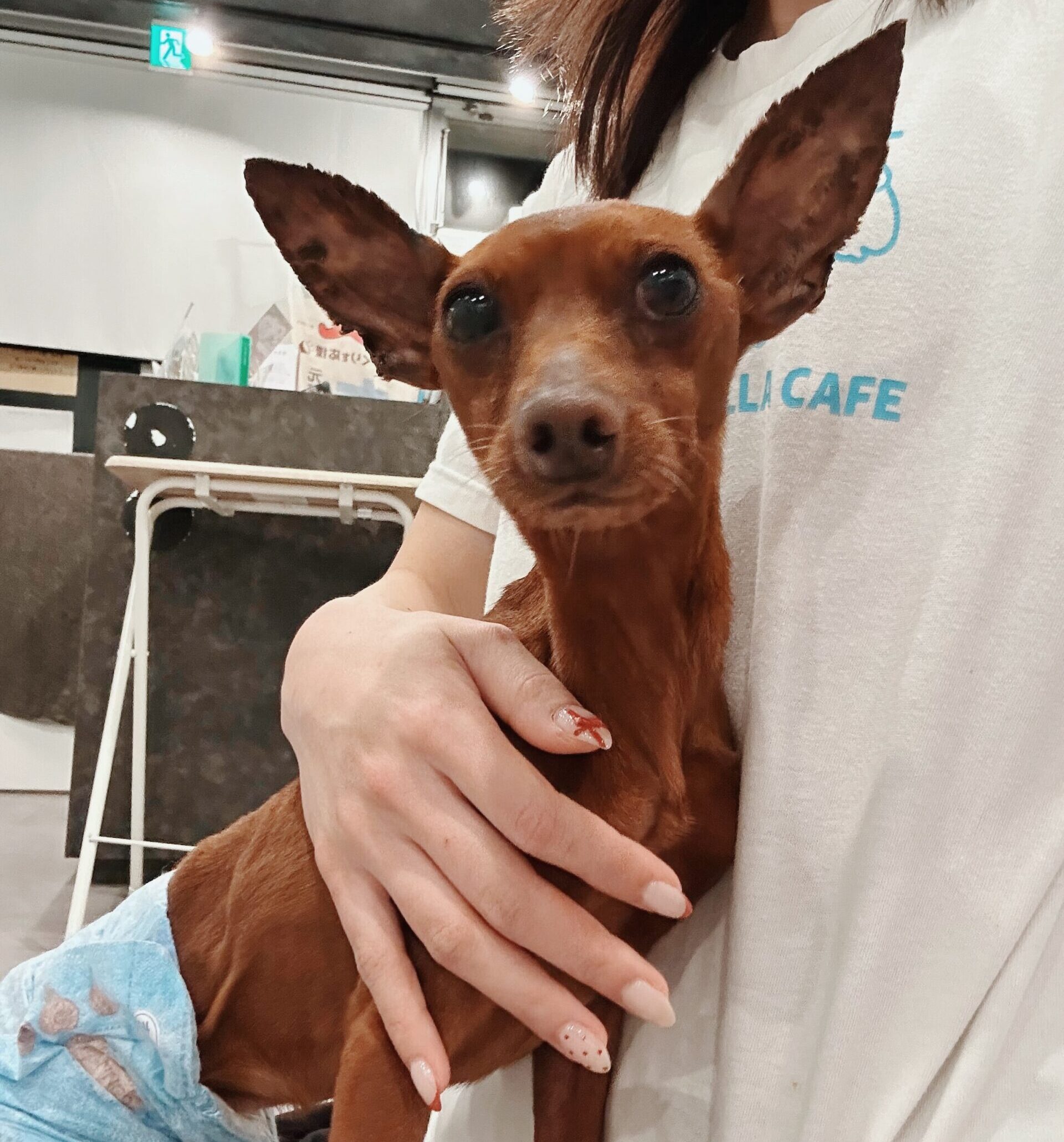 しゅんぷうていの画像2