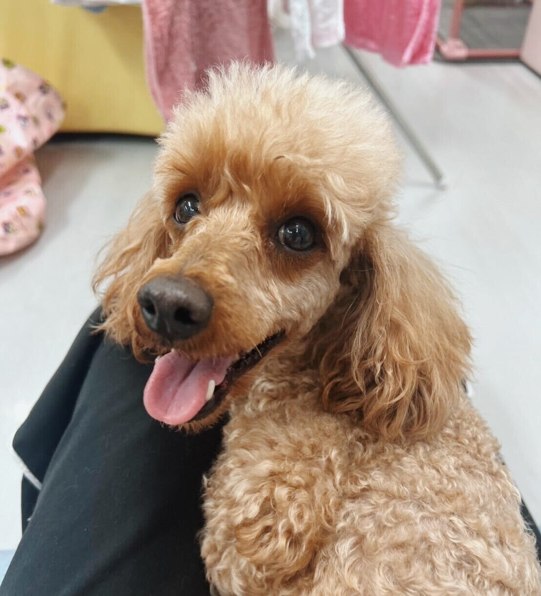 ベートーヴェンの画像3