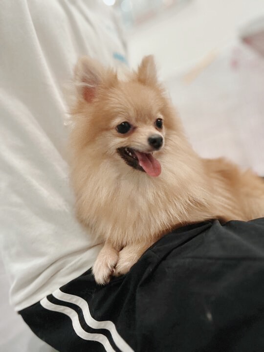 ヴィータの画像2