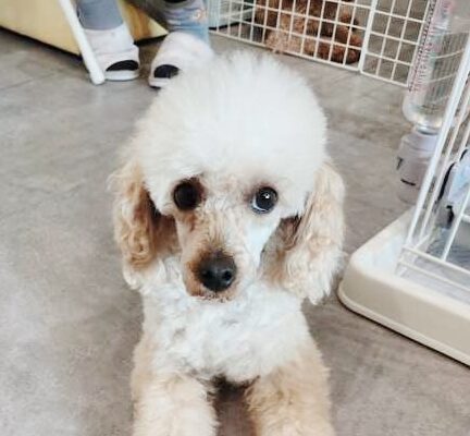 チャイコフスキーの画像3