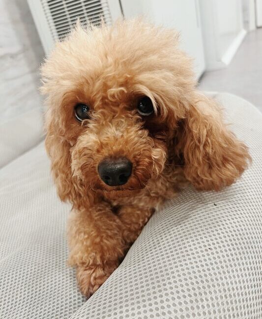 ディスカスの画像3