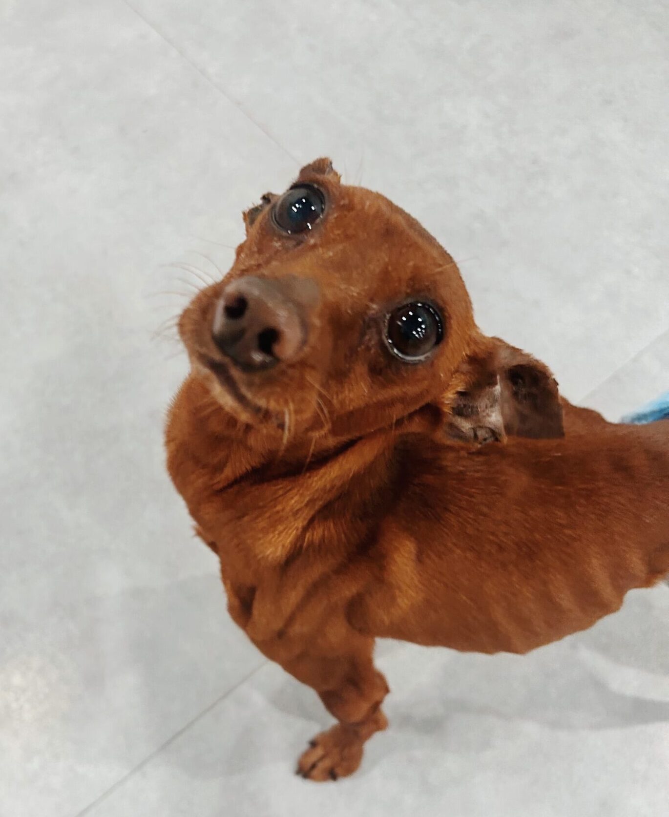 しゅんぷうていの画像3