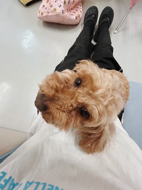 ヴィヴァルディの画像3