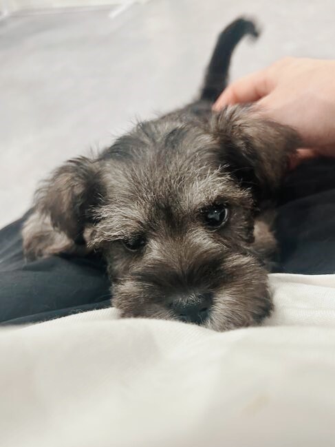 シュナンの画像3