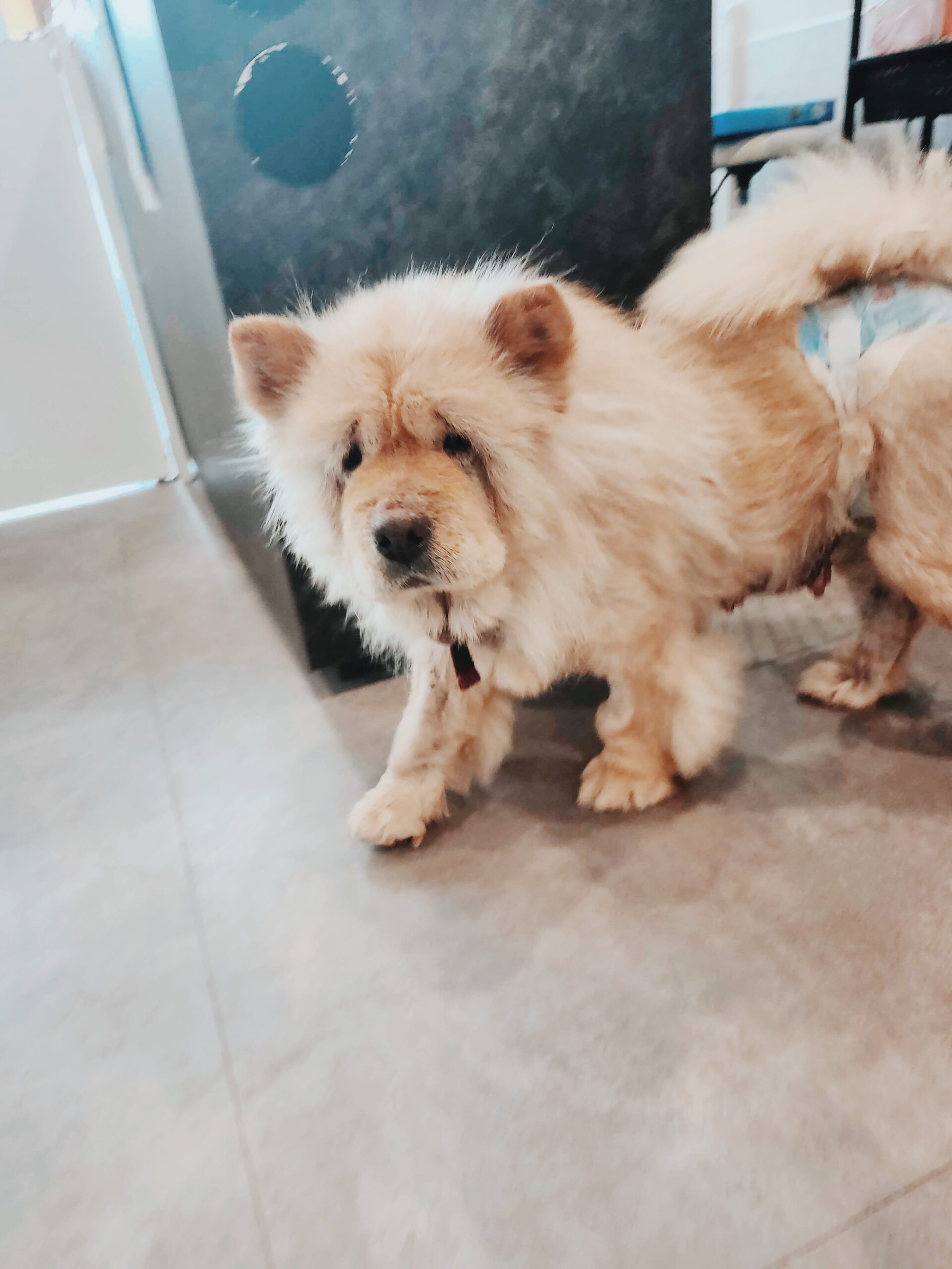 トランペットの画像2