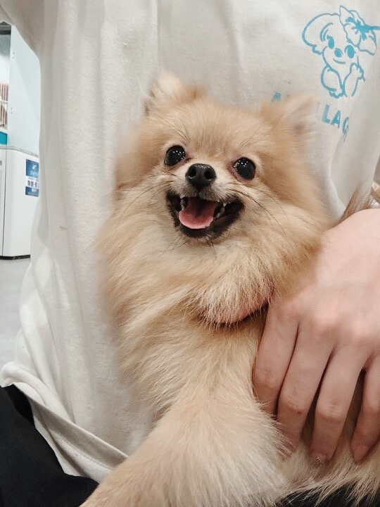 ヴィータの画像1