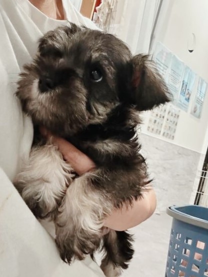 シュナンの画像1