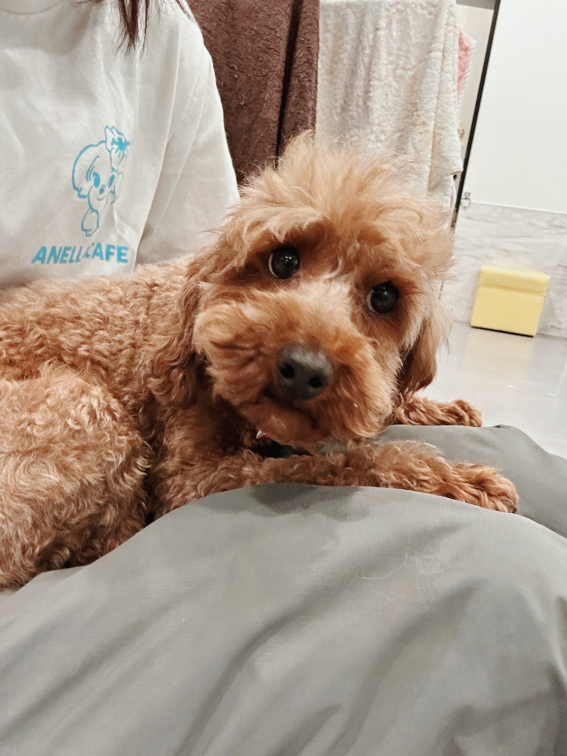 ランプアイの画像3