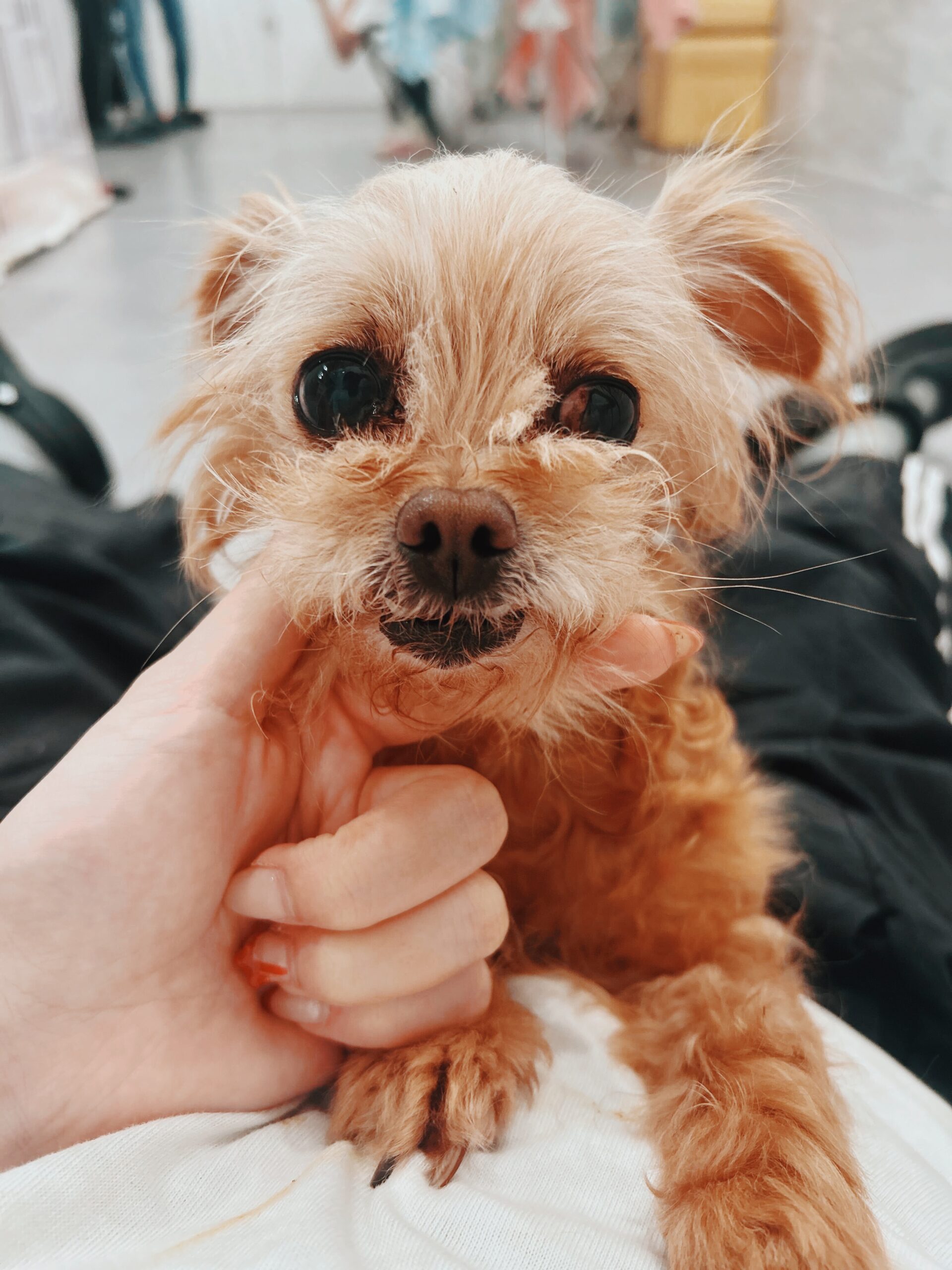 ビューグルの画像2