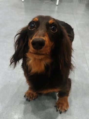 ペリドットの画像3