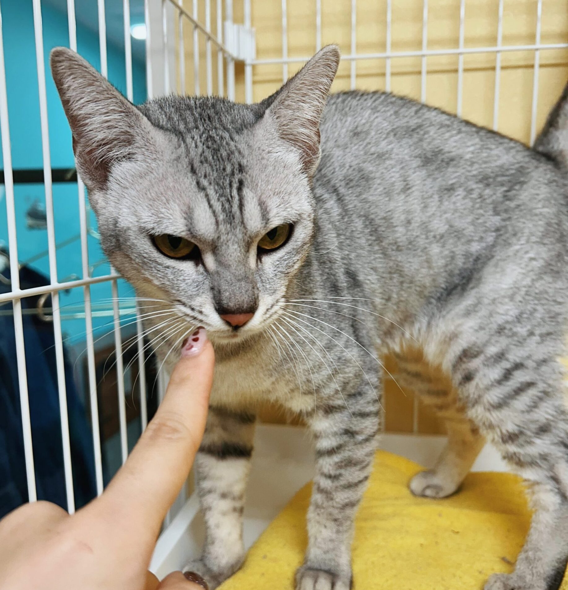 いちぞうの画像1