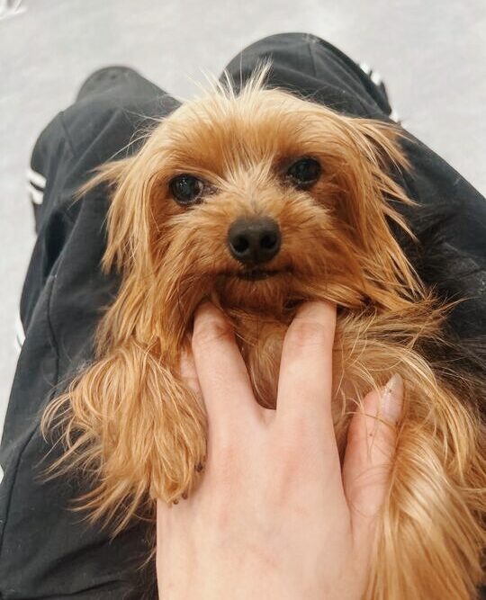 エンゼルフィッシュの画像2