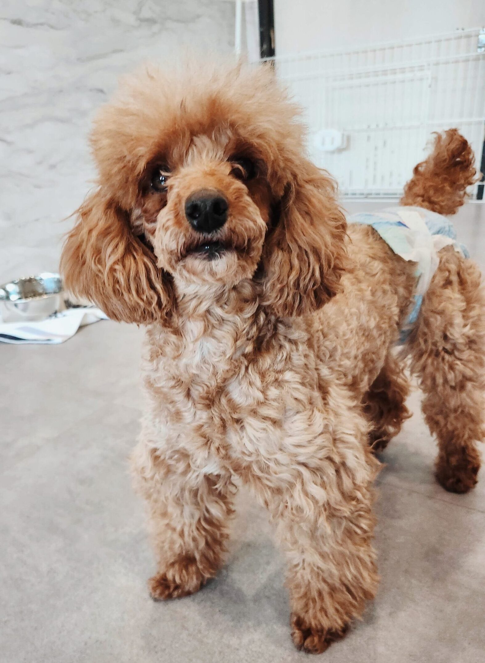 ブラームスの画像2