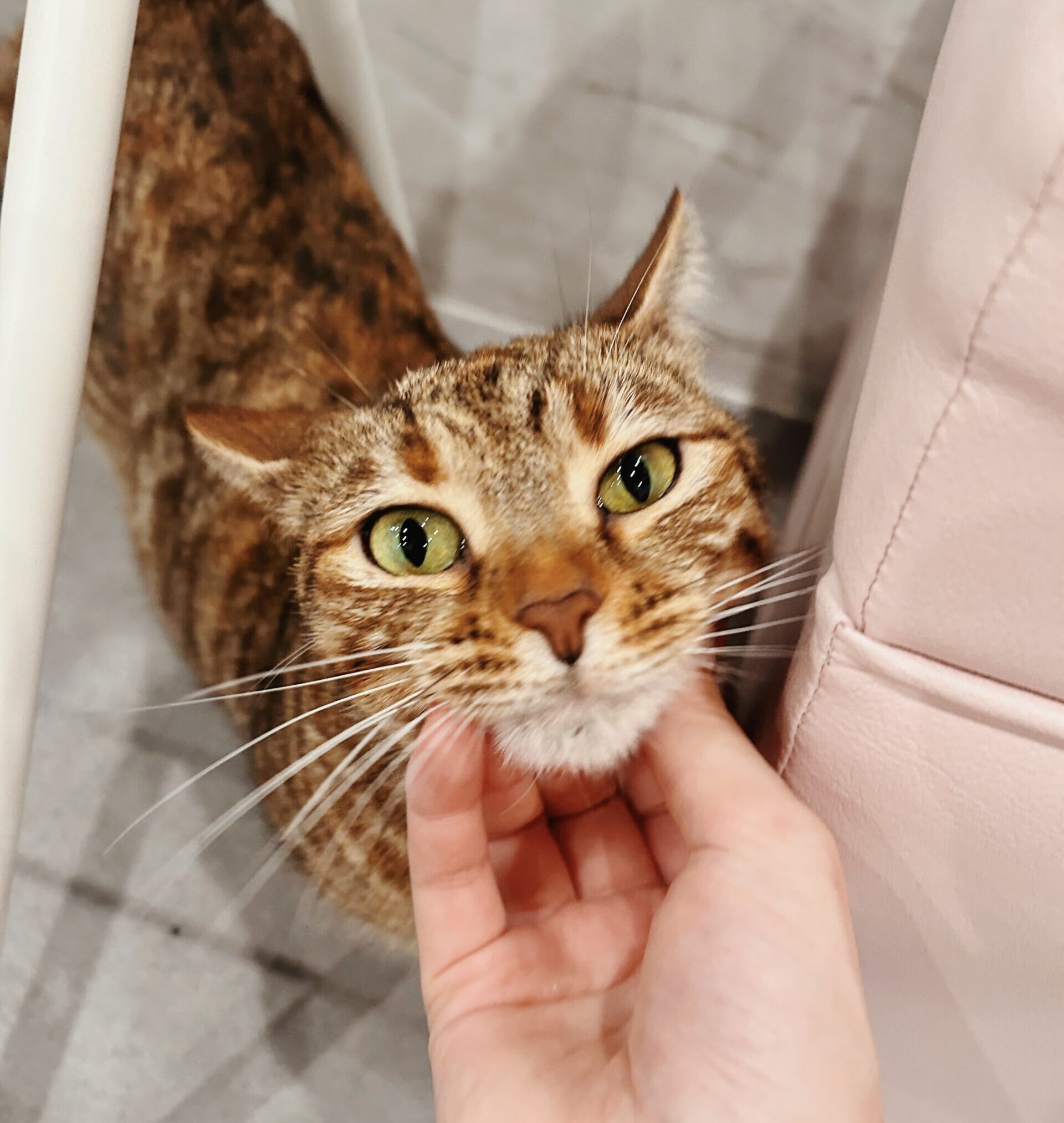 いちのすけの画像2