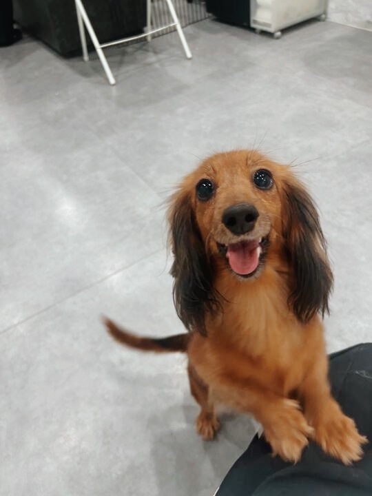 ネオンテトラの画像2