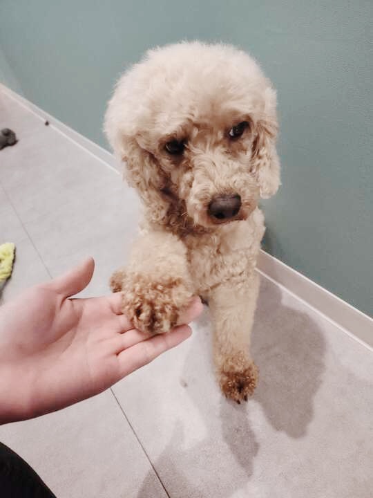 モーツァルトの画像3