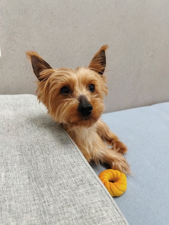 よしつねの画像2