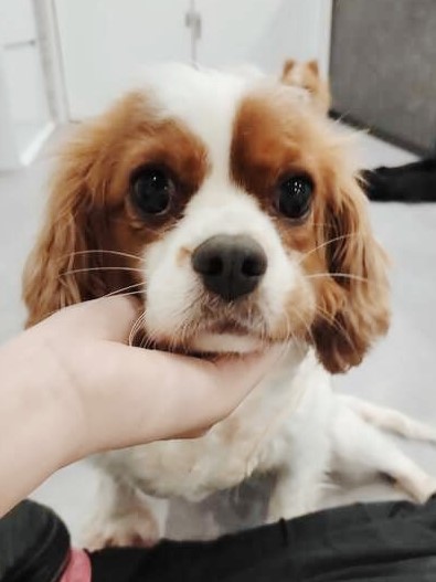 ただたかの画像1