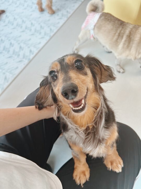 しんさくの画像2