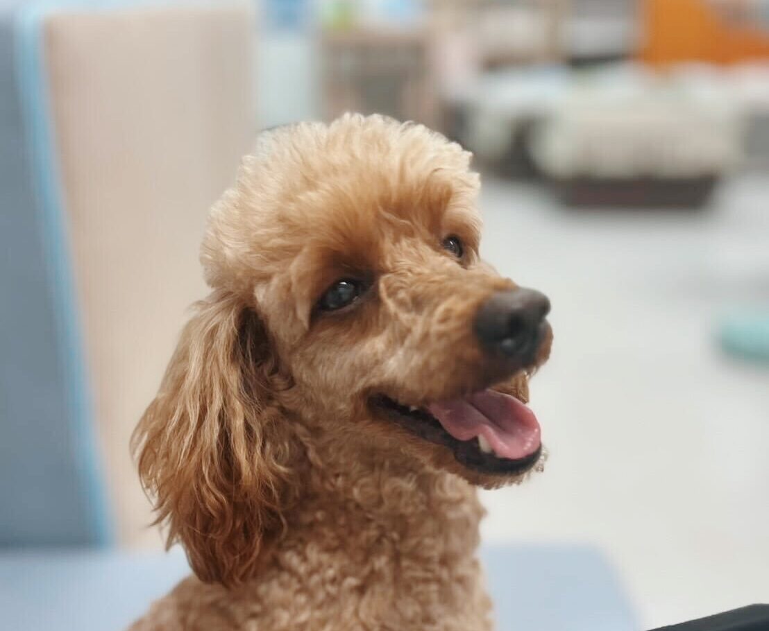 ベートーヴェンの画像1