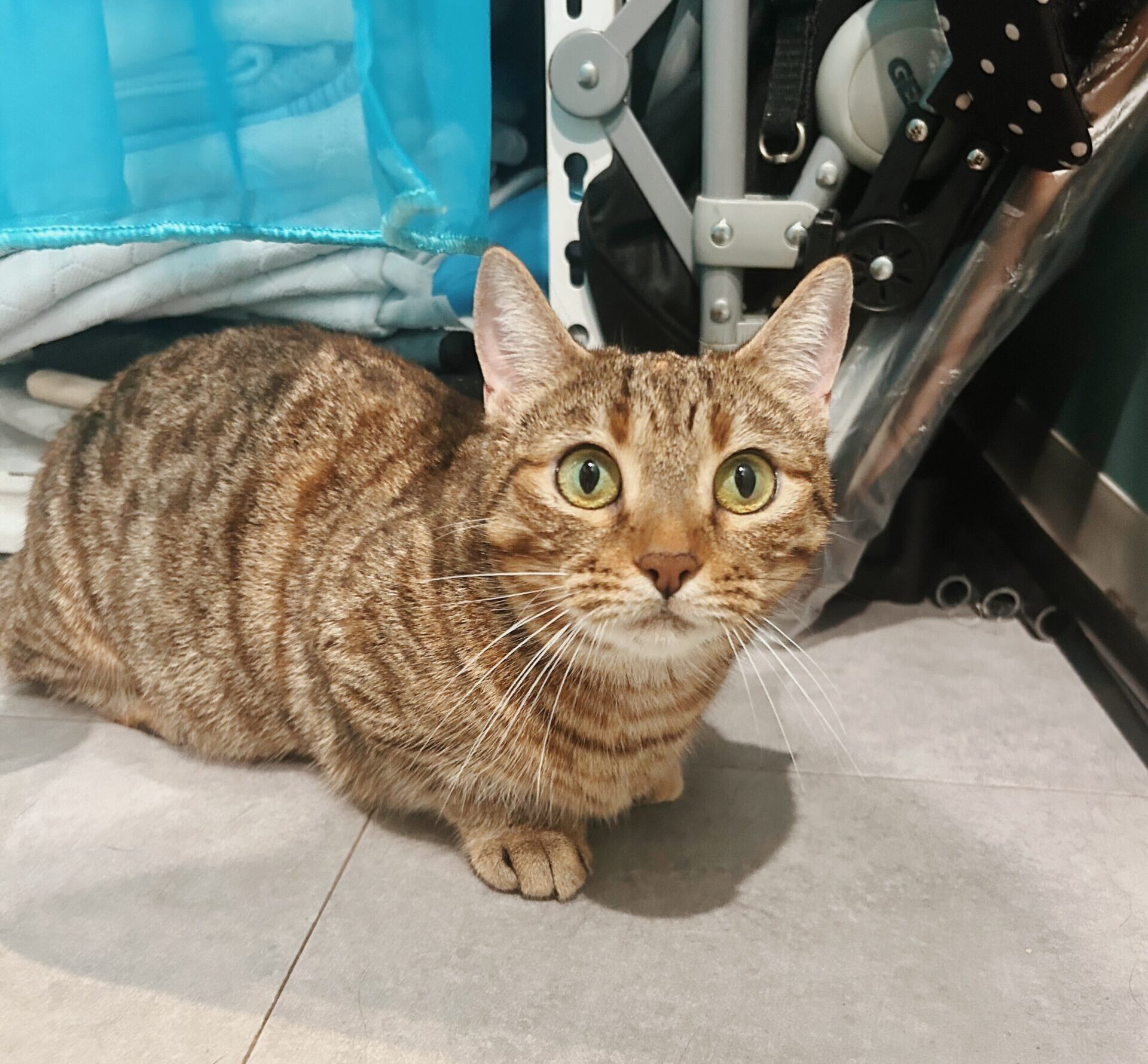 いちのすけの画像1