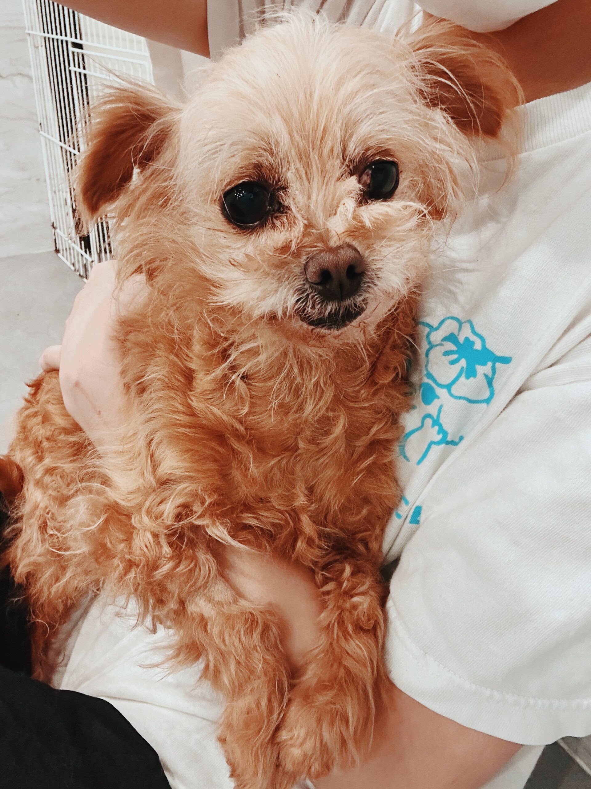 ビューグルの画像1