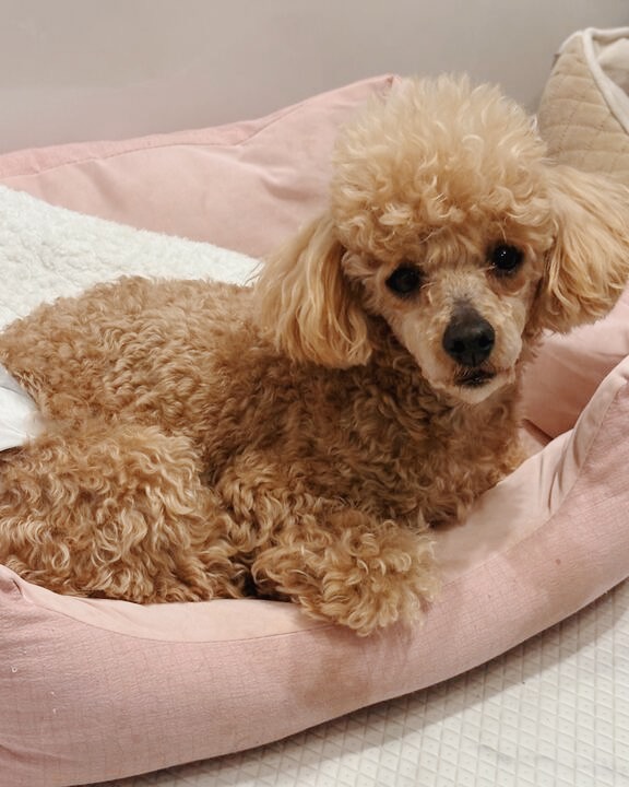 ヘイヘイの画像3