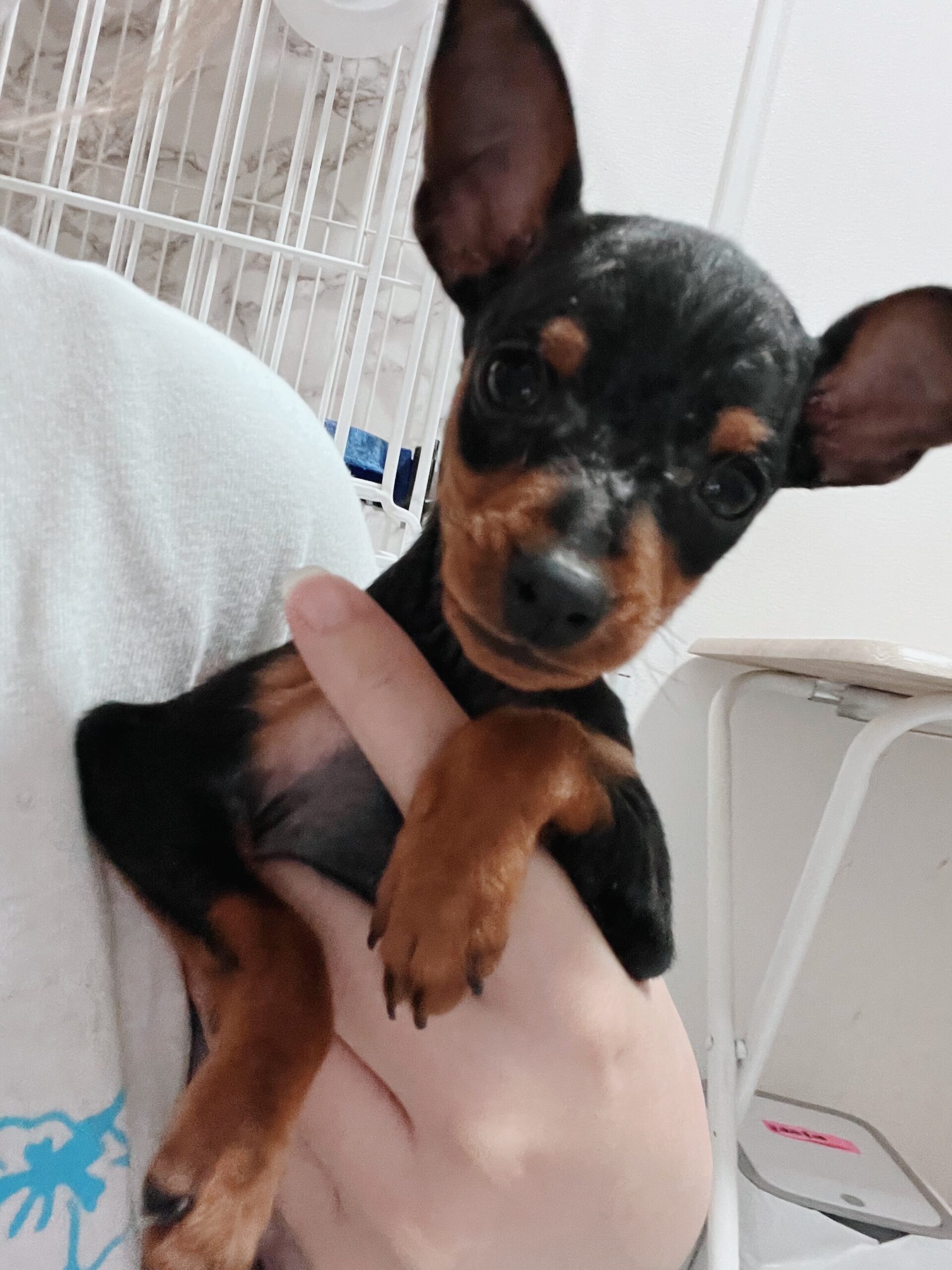 コルネットの画像3