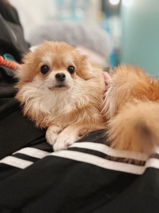 カンピオーネの画像2