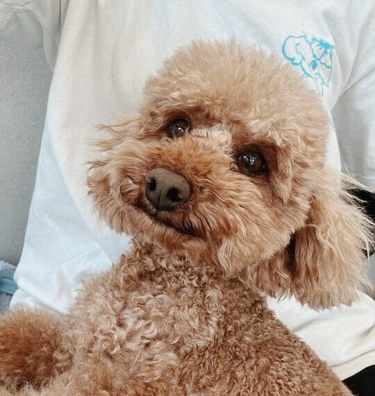 ドビュッシーの画像1