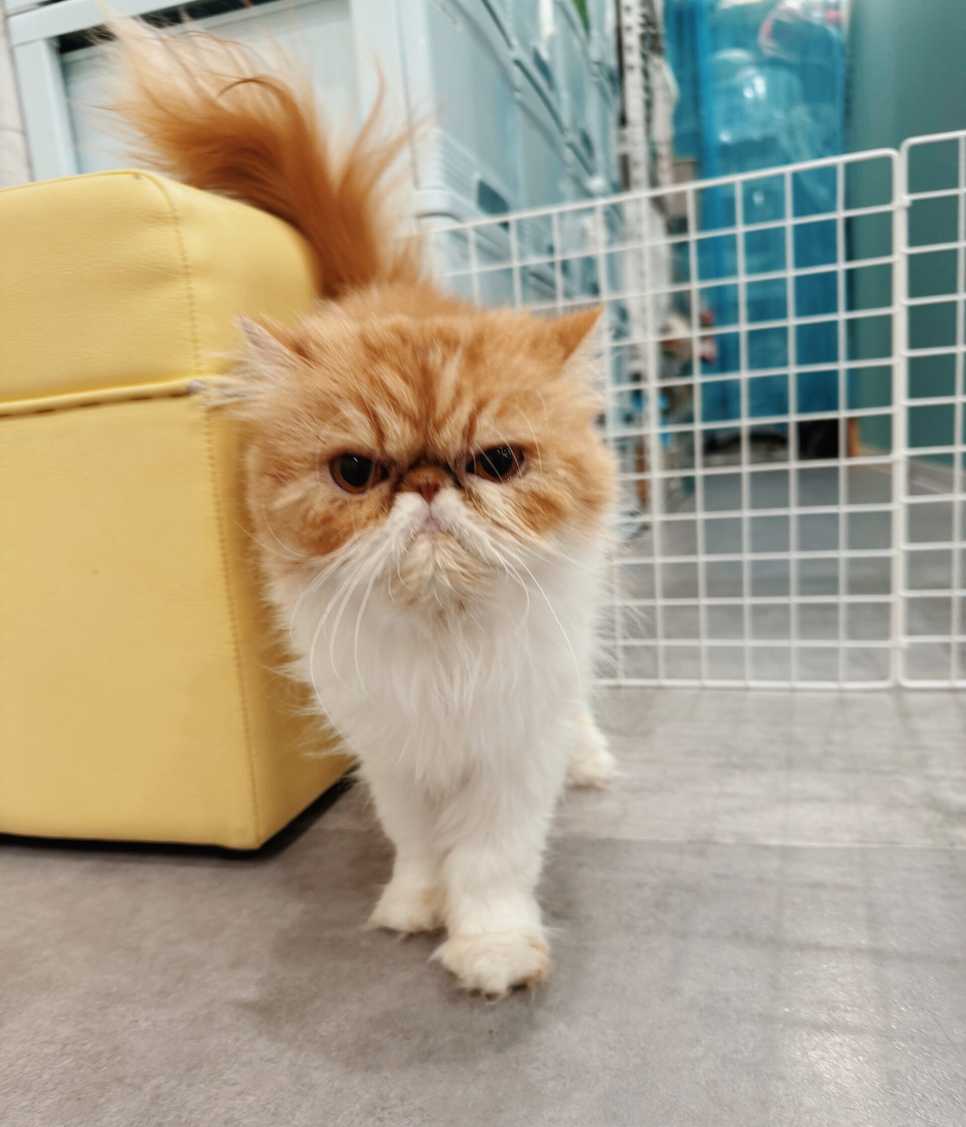 うたまるの画像1