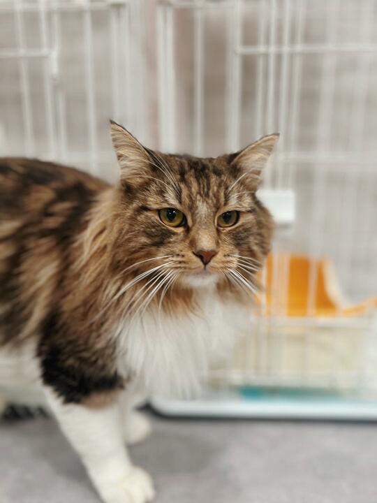 サファイアの画像1