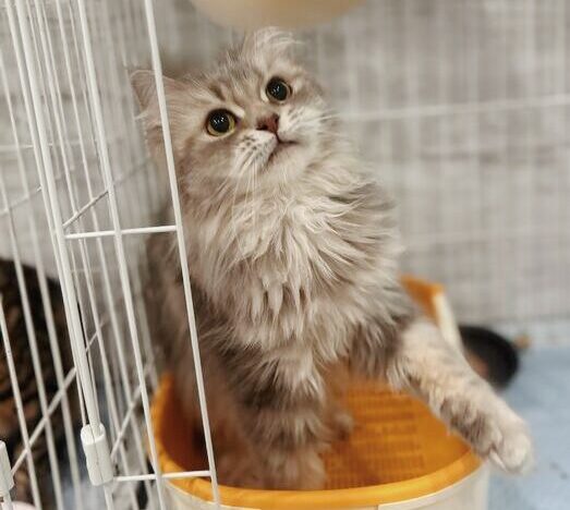 ベイマックスの画像2