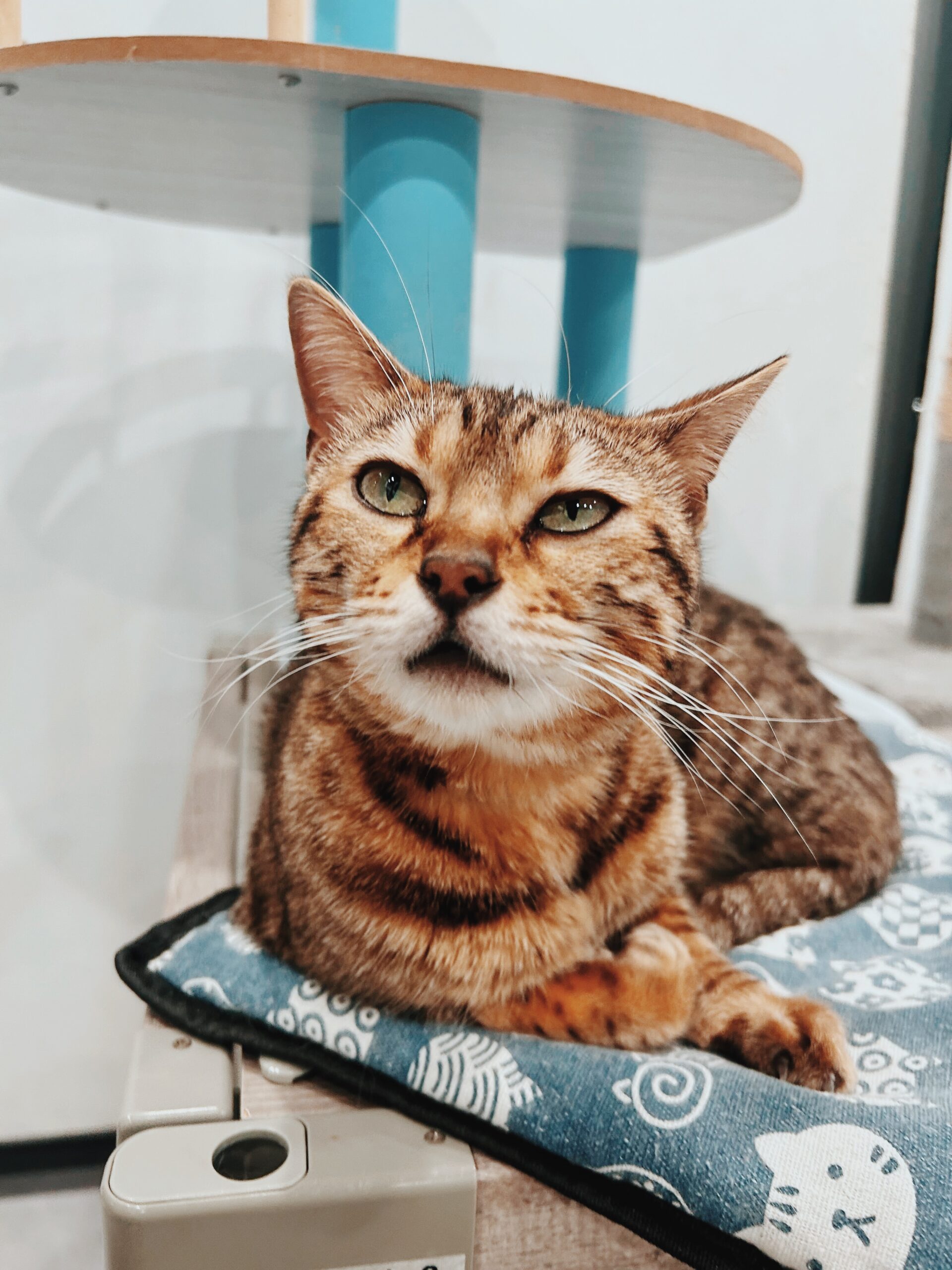 じんづうの画像3