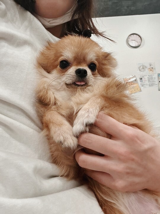 カンピオーネの画像3