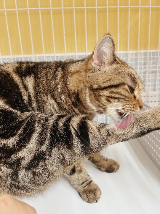 いっちょうの画像2