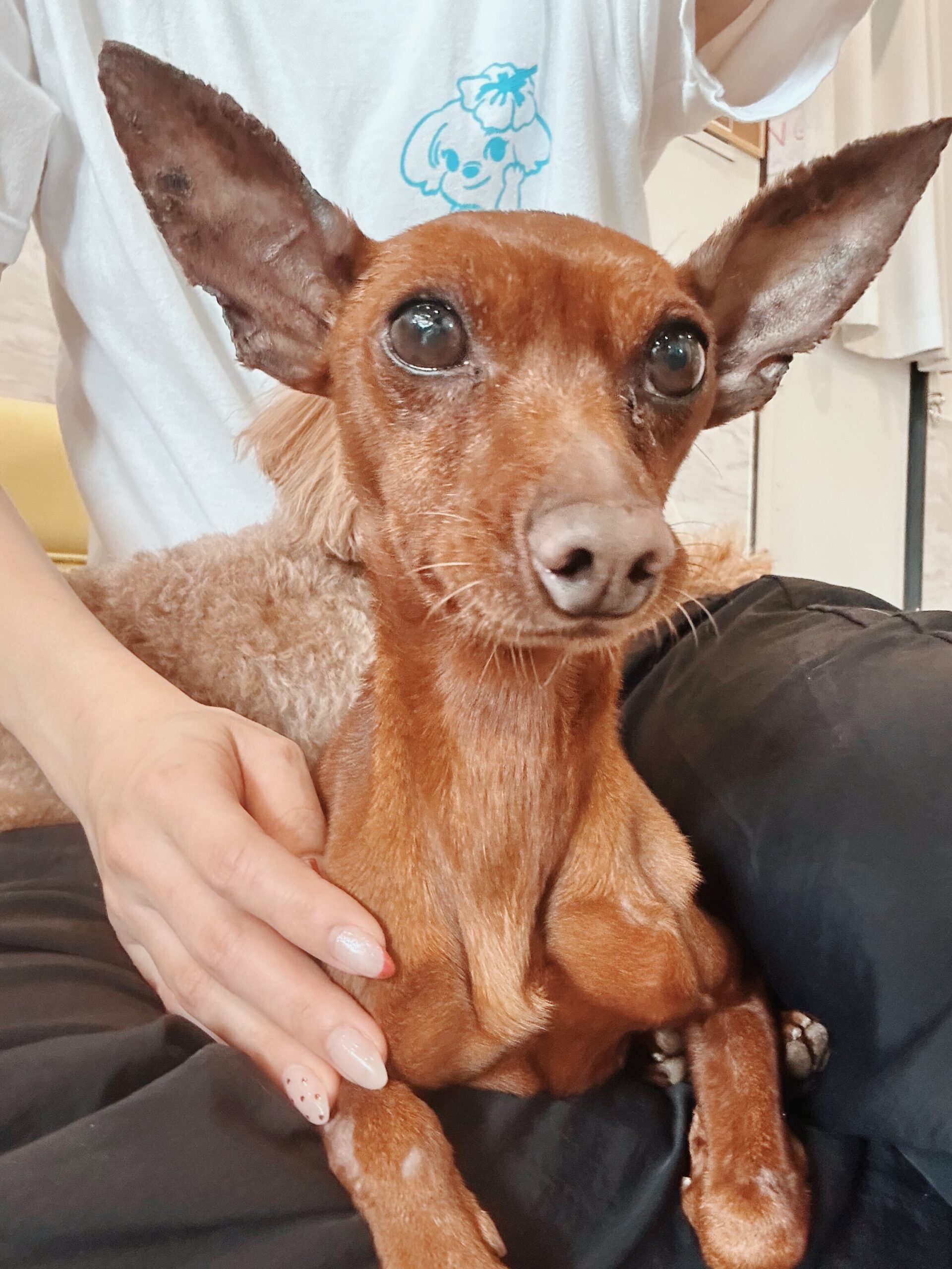 しゅんぷうていの画像1