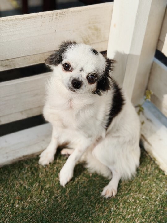 いしかりの画像3