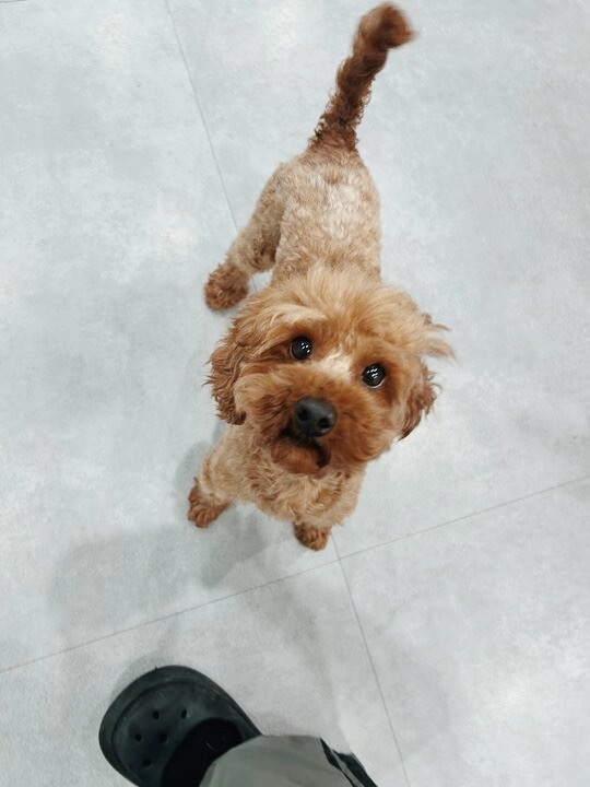 ランプアイの画像2