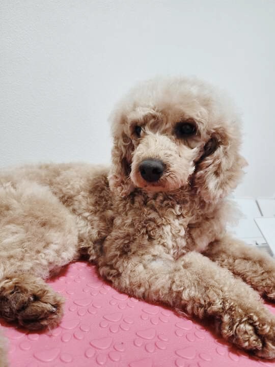 モーツァルトの画像2