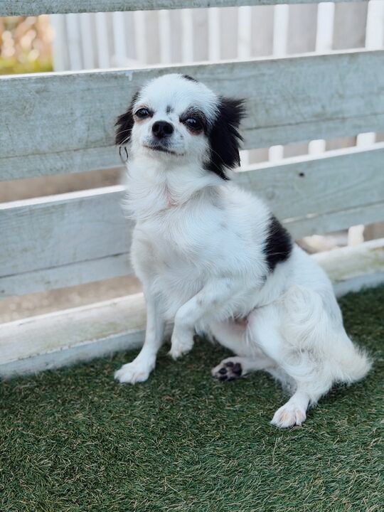 いしかりの画像2