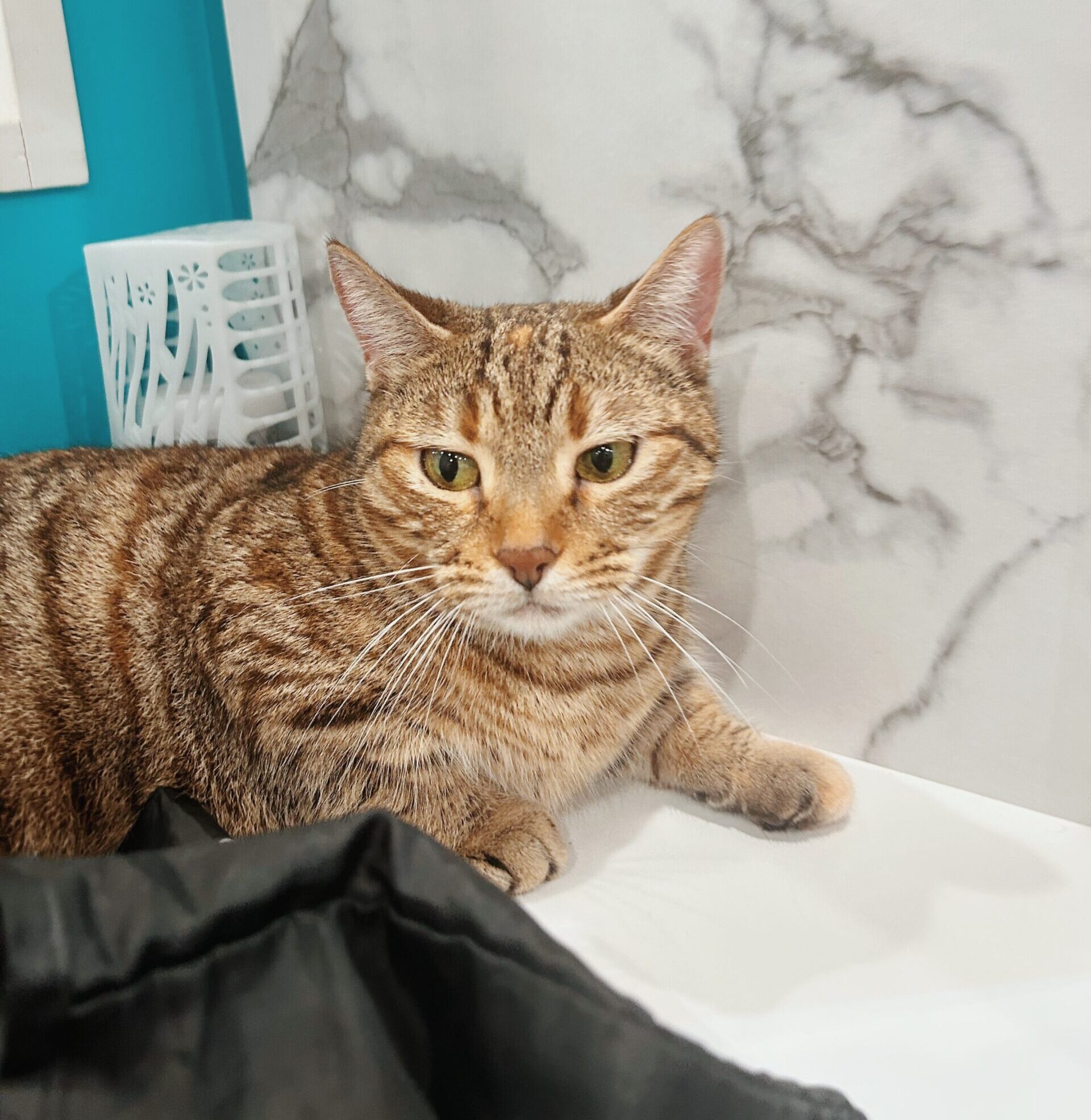 いちのすけの画像3