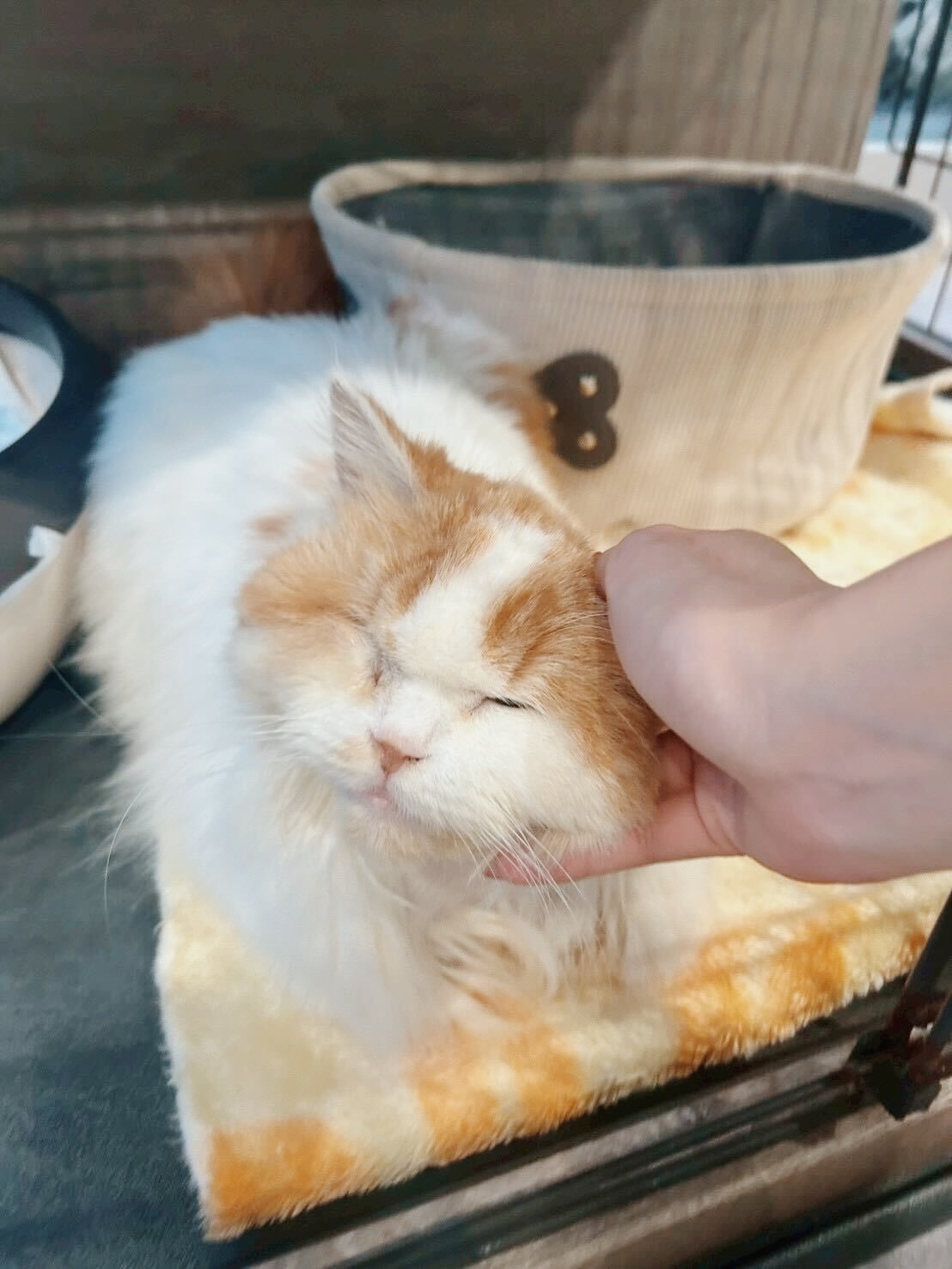 カスミソウの画像3