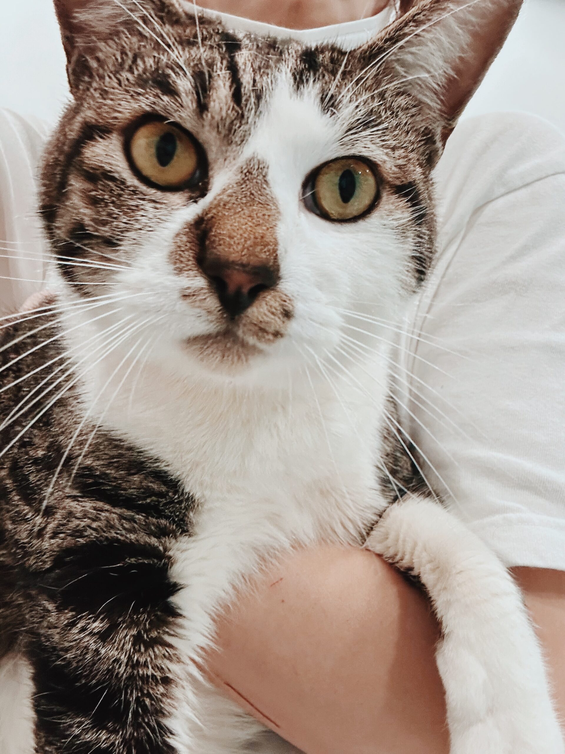 ドラえもんの画像1