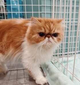うたまる