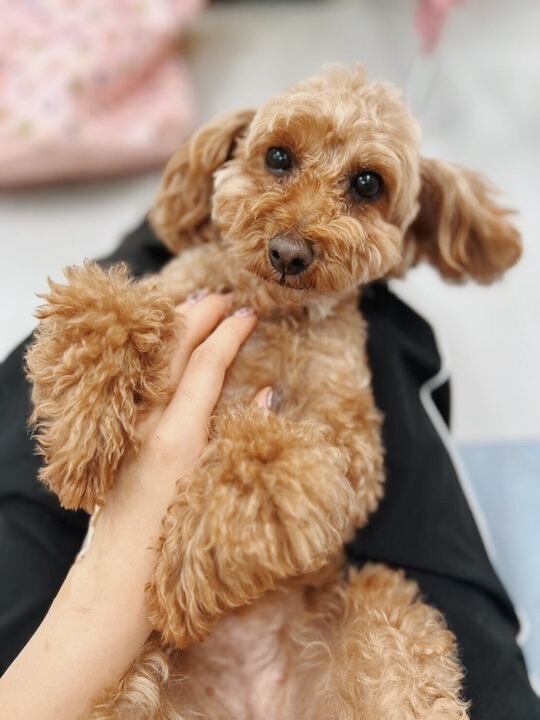 ヴィヴァルディの画像1